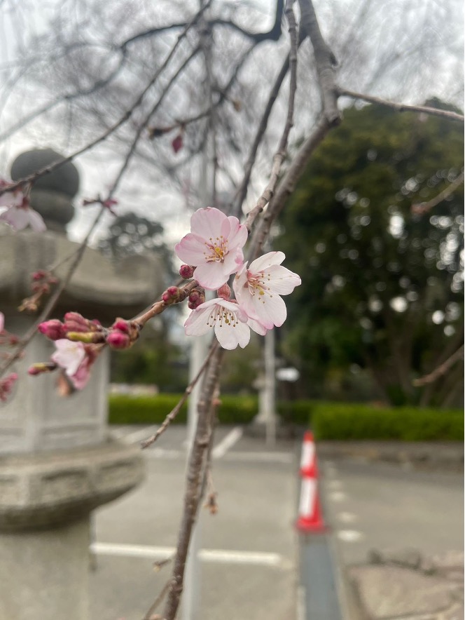 Hanami-4