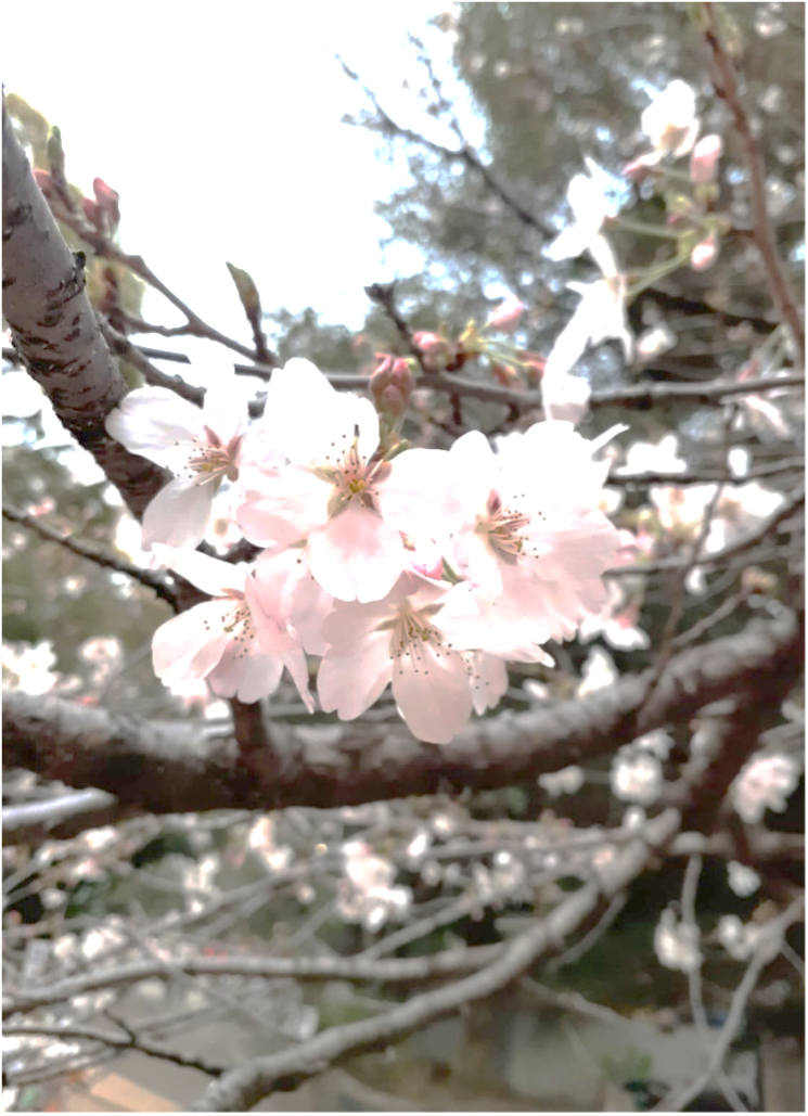 Hanami-5